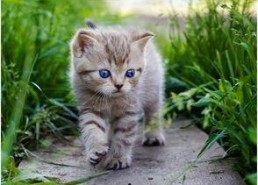 娱乐吃瓜小猫咪微博